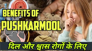 PUSHKARMOOL BENEFITS IN HINDI || सबसे शक्तिशाली औषधियों में से एक