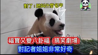 八卦福再現-她是我的新奶媽嗎？福寶變身八卦福，對記者姐姐充滿好奇，三不五時就跑到人家面前，盯著人家看！（搞笑劇場）#panda #푸바오 #fubao #福寶#福宝#大熊貓#熊貓#貓熊#판다 #神樹坪