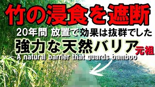 竹を枯らす？いや放置で大丈夫です【枯らさず無農薬の最強対策】