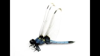 オオシオカラトンボ（Japanese Dragonfly 1）