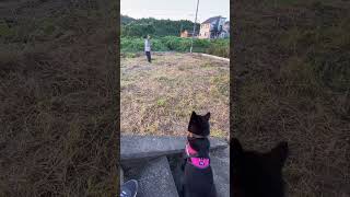 【甲斐犬かいわた】お散歩終わってからの楽しみ