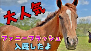 【繁殖牝馬が入厩】ファニーフラッシュが牧場にやってきた