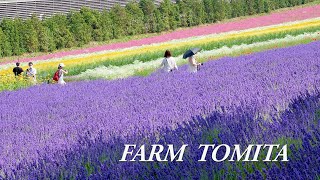 Lavenders are in full bloom in Furano of Hokkaido, FARM TOMITA 2021. #4K #ファーム富田 #Lavender