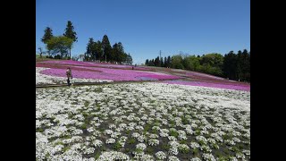 羊山公園の芝桜の丘ＰＡＲＴ２　2022年4月22日(金)