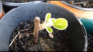 23# Bouturage et marcottage : méthode & exemples ...