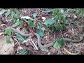 green keelback snake हरा सांप લીલો સાપ