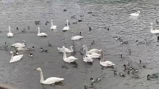 古徳沼に飛来した白鳥🦢(茨城県那珂市)