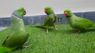 Ringneck Parrots Adorably Playing And Dancing With Each Other | Cute Urdu Hindi Speaking Parrots