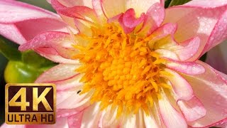 MACRO FLOWERS 4K Nature Scenes with Nature Sounds | Part 1 - 1.5 HRS of Relaxation
