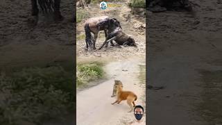 TERJADI LAGI!! PERTARUNGAN SENGIT KUDA VS ANJING #animals #shorts