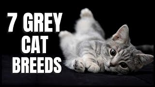 7 Grey Cat Breeds