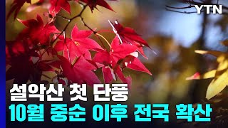 설악산 '첫 단풍' , 다음 달 중순 전국 확산...올해는 색도 곱다 / YTN