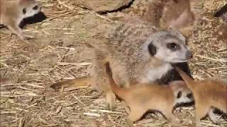 【イズハピ動画】ミーアキャットの赤ちゃん、生まれたよ♪＜伊豆シャボテン動物公園＞