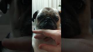 パグの特徴　手にアゴを乗せて甘えてくるパグひなちゃん　 A pug with its chin on its hand　#shorts