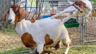 【動物おもしろ】笑わずにはいられない！おもしろヤギ特集♪【ヤギ】goats