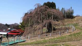 三春滝桜　2014年4月9日 午前10時 #1