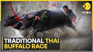 Thai farmers race their water buffaloes | Latest English News | WION