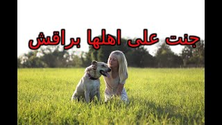 جنت على اهلها براقش 😯  | منو هي براقش؟ 🧐🤔