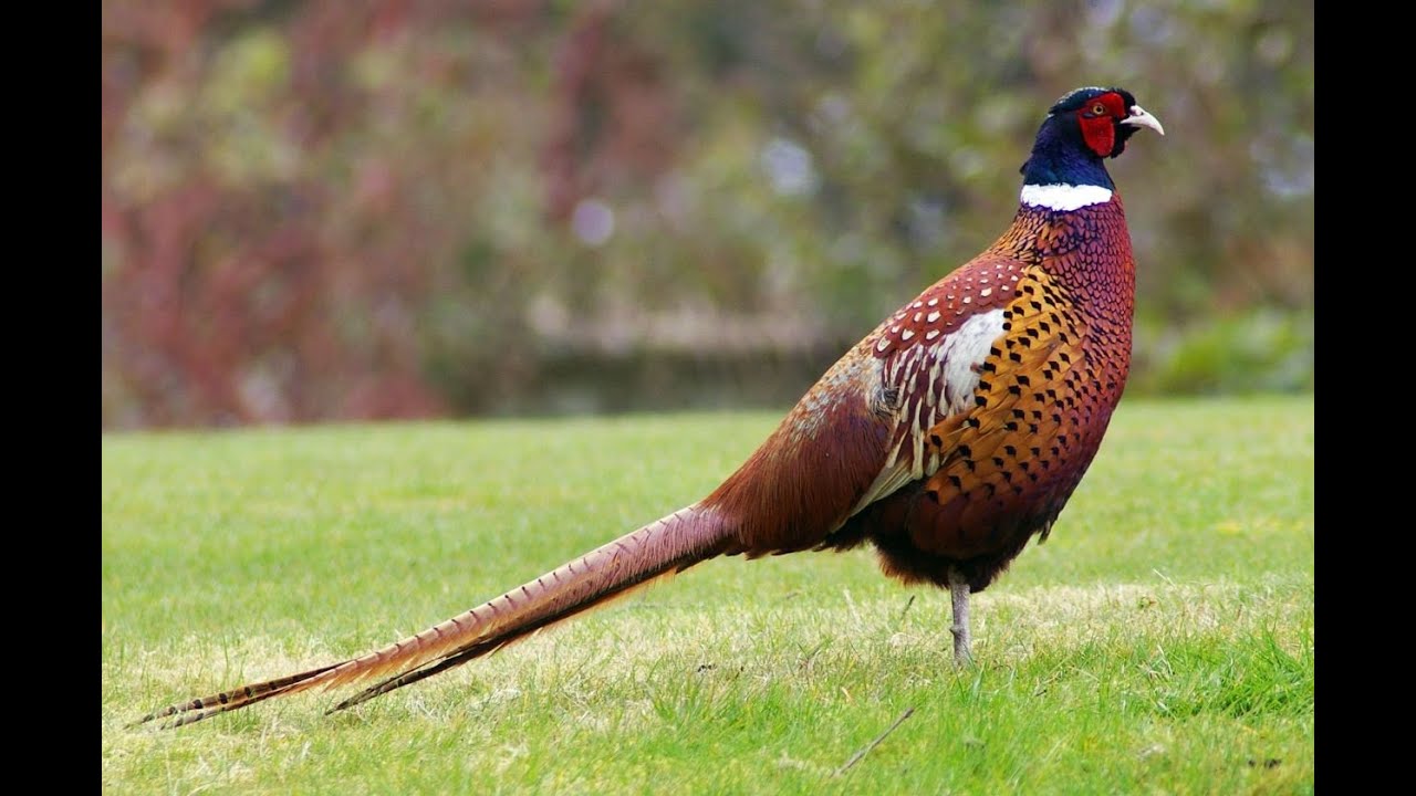 Male & Female Chinese Ring Necked Pheasants Pheasant Common Pheasants ...