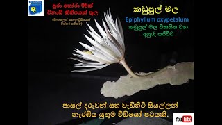 කඩුපුල් මලක් පිපෙන අයුරු සහ එහි වට්නාකම සවිස්තරාත්මකව (Kadupul flower blooms and its value)