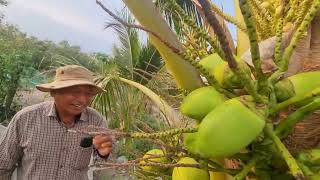 បច្ចេកទេសដោះស្រាយដូងមិនឲ្យរុះរោយ ជ្រុះ ក្តិប មកជាប់ច្រើនវិញ