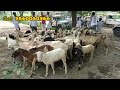 kadiri sheep goat market every tuesday gorrelu pilla rate kadiri market