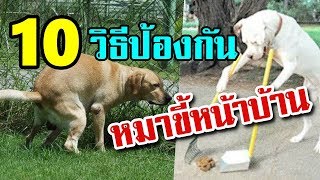 10 วิธีป้องกันหมาขี้หน้าบ้าน