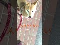 病院の看板犬になってきた　 動物病院 柴犬と暮らす 柴犬ライフ 柴ちゃん