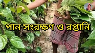 পান সংরক্ষণ ও রপ্তানির উপায়।#পান #betelplant #ক্ষেত