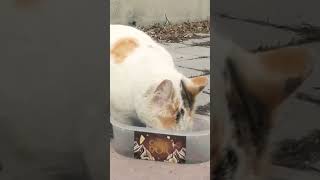 Calico Cat mira hacia atrás y sigue comiendo Calico Cat schaut zurück und frisst weiter 뒤를 돌아보며 계속 먹