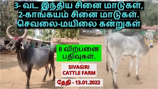 8-விற்பனை பதிவுகள்.3- வட இந்திய சினை மாடுகள்,2-காங்கயம் சினை மாடுகள்.செவலை-மயிலை கன்றுகள்