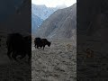 wow real attacking yak vs dog 😳😳 #attack #fight #mountain #gojal #gilgitbaltistan