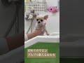 初めてのシャンプー　　　　　　　　 チワワ わんこ かわいい 犬　 ロングコートチワワ ペット シャンプー