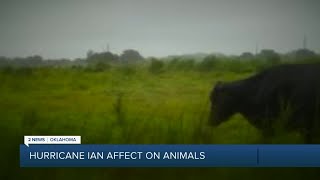 Hurricane Ian's impact on animals in Florida