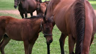 Morning Rounds | Foal Play | A Kentucky Original Series