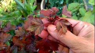 #100 Japanese Red Maple leaf Hibiscus Cranberry Hibiscus complete care instructions