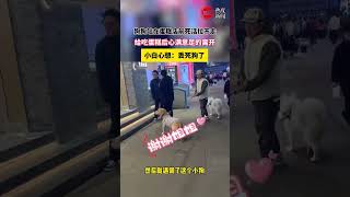 狗狗站在蛋糕店前死活拉不走，给蛋糕后心满意足的离开 #新闻 #日常 #搞笑 #狗狗 #萌宠 #金毛 #耍赖