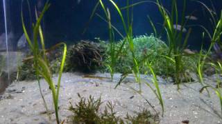 【横浜・八景島シーパラダイス】 不気味なかたまりで泳ぐゴンズイの群れ | Yokohama Hakkeijima Sea Paradise Plotosus japonicus