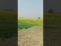 most beautiful view of my village in sindh pakistan nature shorts