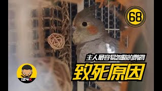 最容易忽略的鹦鹉致S原因【#68】手养鹦鹉【新手系列】请避雷~请避雷~请避雷~说三遍~ | 鹦鹉饲养 |  鹦鹉训练 |