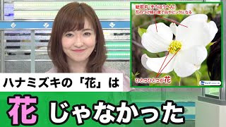 ハナミズキの「花」は花じゃなかった？