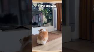 🐾 Ten pies bawi się z BRATEM!🐾 #shorts #subscribe  #funny