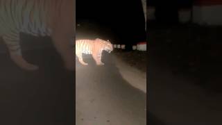 Live tiger caught on the way of Almora ,utrakhand | wild animal