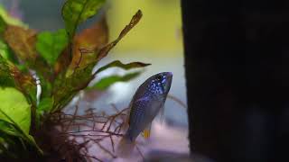 Apistogramma sp. pebas morado