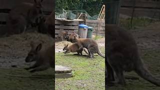 Ganito pala mag asawahan ang mga Kangaroos  #viral #kangaroos