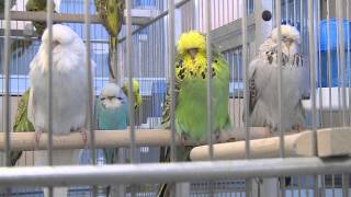 Kopie von One day in Budgie Land