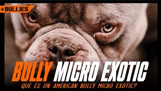 BULLY MICRO EXOTIC // ¿QUE ES UN AMERICAN BULLY MICRO EXOTIC?🔥