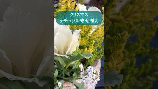 【寄せ植え】ナチュラルなクリスマス寄せ植え作りました  #寄せ植え #園芸#ガーデニング