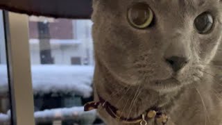 雪を見てる姿を撮りたいのに撫でられに来ちゃう猫(ロシアンブルー)_20220106 #shorts #cat