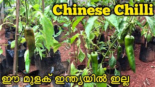 Chinese Chilli Plant | ഈ മുളക് ഇന്ത്യയിൽ ഇല്ല | #shorts | #youtubeshorts